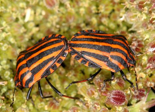 Réf. 222 125 : Graphosoma italicum